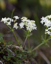 Fotografia da espécie Galium rotundifolium