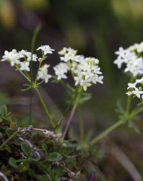 Fotografia 1 da espécie Galium rotundifolium no Jardim Botânico UTAD