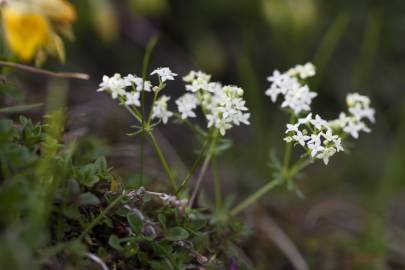 Fotografia da espécie Galium rotundifolium