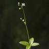 Fotografia 2 da espécie Galium rotundifolium do Jardim Botânico UTAD