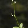 Fotografia 3 da espécie Galium rotundifolium do Jardim Botânico UTAD