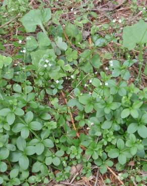 Fotografia 6 da espécie Galium rotundifolium no Jardim Botânico UTAD