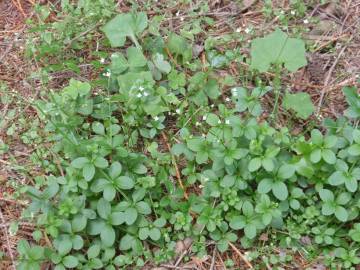 Fotografia da espécie Galium rotundifolium