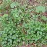 Fotografia 6 da espécie Galium rotundifolium do Jardim Botânico UTAD