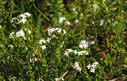 Fotografia da espécie Galium saxatile