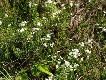 Fotografia da espécie Galium saxatile