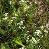 Fotografia 6 da espécie Galium saxatile do Jardim Botânico UTAD