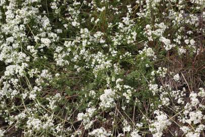 Fotografia da espécie Galium saxatile