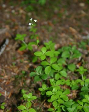 Fotografia 7 da espécie Galium rotundifolium no Jardim Botânico UTAD