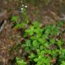 Fotografia 7 da espécie Galium rotundifolium do Jardim Botânico UTAD