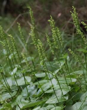 Fotografia 1 da espécie Gennaria diphylla no Jardim Botânico UTAD