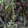 Fotografia 10 da espécie Gennaria diphylla do Jardim Botânico UTAD