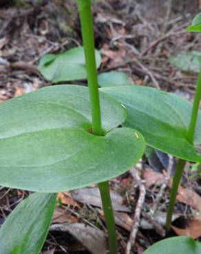 Fotografia 14 da espécie Gennaria diphylla no Jardim Botânico UTAD