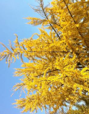 Fotografia 6 da espécie Ginkgo biloba no Jardim Botânico UTAD