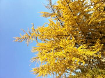 Fotografia da espécie Ginkgo biloba