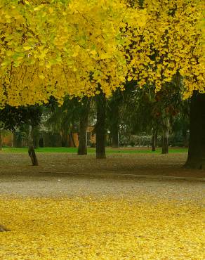 Fotografia 8 da espécie Ginkgo biloba no Jardim Botânico UTAD