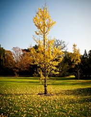 Ginkgo biloba