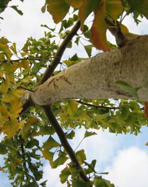 Fotografia 13 da espécie Ginkgo biloba no Jardim Botânico UTAD