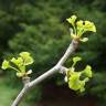 Fotografia 14 da espécie Ginkgo biloba do Jardim Botânico UTAD