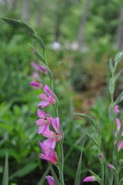 Fotografia da espécie Gladiolus communis