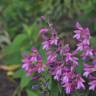 Fotografia 8 da espécie Gladiolus communis do Jardim Botânico UTAD