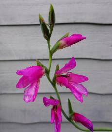 Fotografia da espécie Gladiolus communis