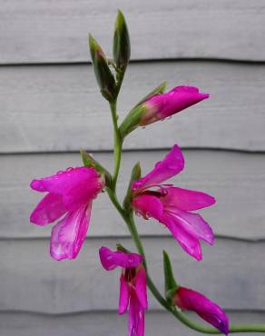 Fotografia 9 da espécie Gladiolus communis no Jardim Botânico UTAD