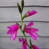 Fotografia 9 da espécie Gladiolus communis do Jardim Botânico UTAD