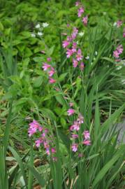 Fotografia da espécie Gladiolus communis