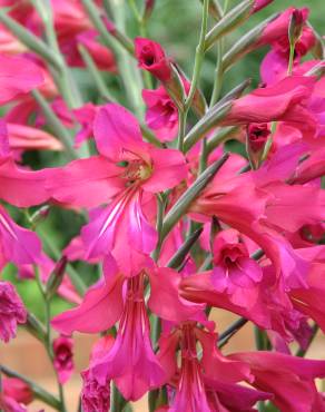 Fotografia 12 da espécie Gladiolus communis no Jardim Botânico UTAD