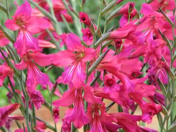 Fotografia da espécie Gladiolus communis