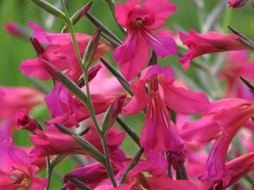 Fotografia da espécie Gladiolus communis