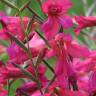 Fotografia 1 da espécie Gladiolus communis do Jardim Botânico UTAD