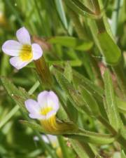 Fotografia da espécie Gratiola linifolia