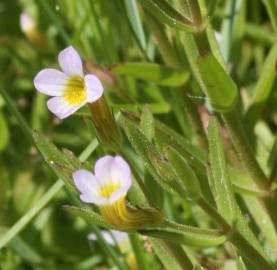 Fotografia da espécie Gratiola linifolia