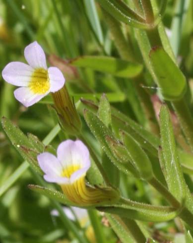 Fotografia de capa Gratiola linifolia - do Jardim Botânico