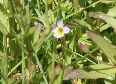 Fotografia da espécie Gratiola linifolia