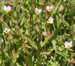 Fotografia da espécie Gratiola linifolia