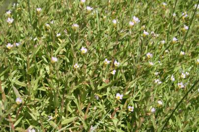 Fotografia da espécie Gratiola linifolia