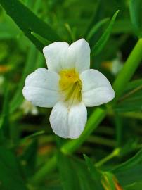 Fotografia da espécie Gratiola officinalis