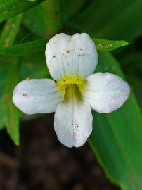 Fotografia da espécie Gratiola officinalis