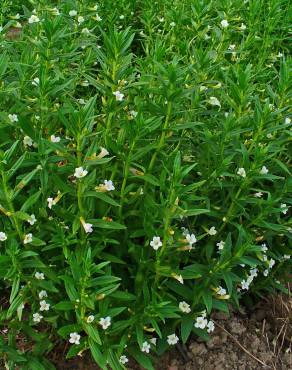 Fotografia 6 da espécie Gratiola officinalis no Jardim Botânico UTAD