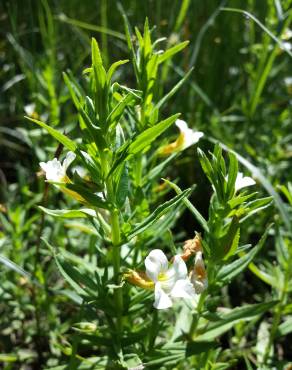 Fotografia 7 da espécie Gratiola officinalis no Jardim Botânico UTAD