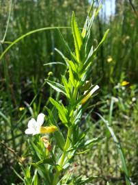 Fotografia da espécie Gratiola officinalis