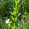 Fotografia 8 da espécie Gratiola officinalis do Jardim Botânico UTAD