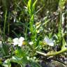 Fotografia 9 da espécie Gratiola officinalis do Jardim Botânico UTAD