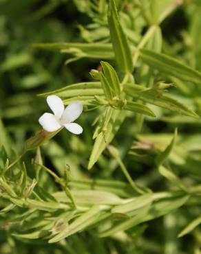 Fotografia 10 da espécie Gratiola officinalis no Jardim Botânico UTAD