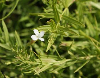 Fotografia da espécie Gratiola officinalis