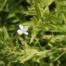 Fotografia 10 da espécie Gratiola officinalis do Jardim Botânico UTAD