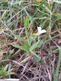 Fotografia da espécie Gratiola officinalis